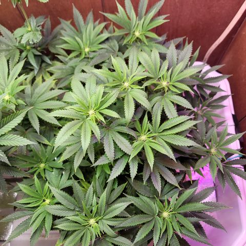 Dreamcrusher growlog timeline photo