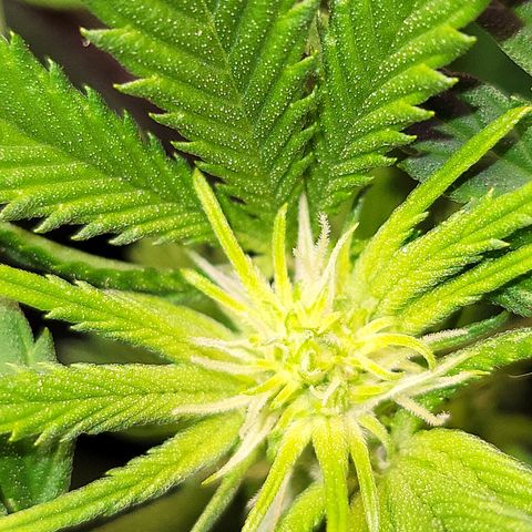 Dreamcrusher growlog timeline photo