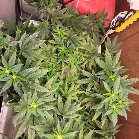 #3 growlog timeline photo