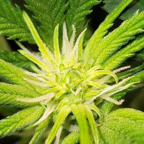 Dreamcrusher growlog timeline photo