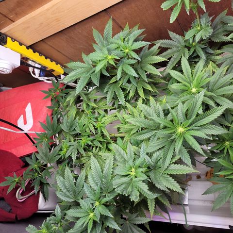 #3 growlog timeline photo