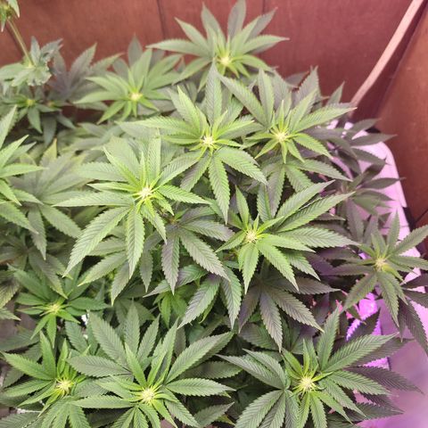 Dreamcrusher growlog timeline photo