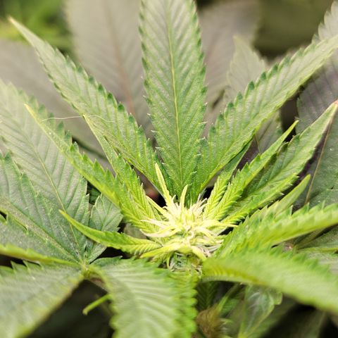Dreamcrusher growlog timeline photo