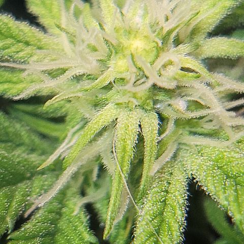 Dreamcrusher growlog timeline photo