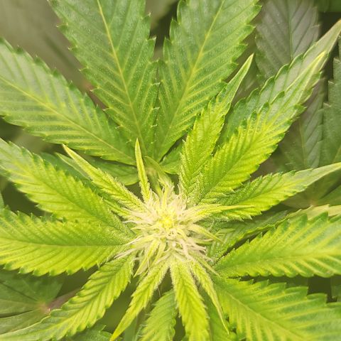 Dreamcrusher growlog timeline photo