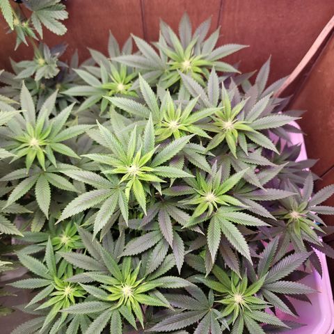 Dreamcrusher growlog timeline photo