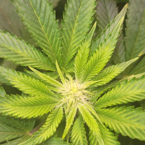Dreamcrusher growlog timeline photo