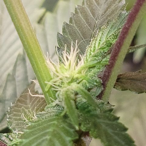 #3 growlog timeline photo