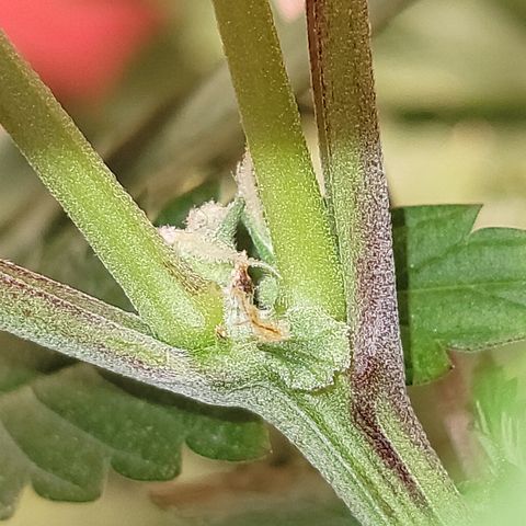 #3 growlog timeline photo