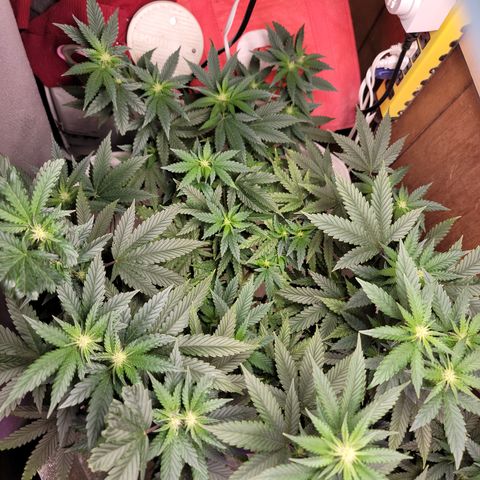 #3 growlog timeline photo