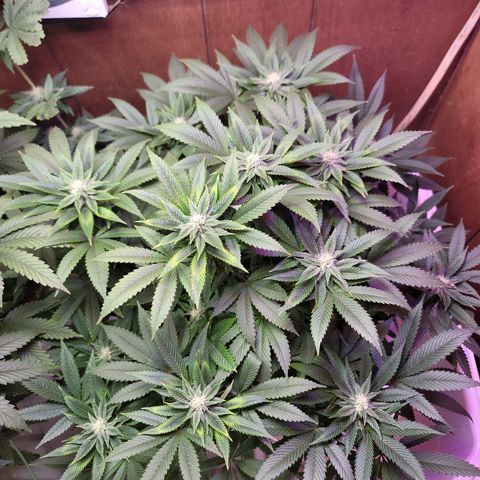 Dreamcrusher growlog timeline photo