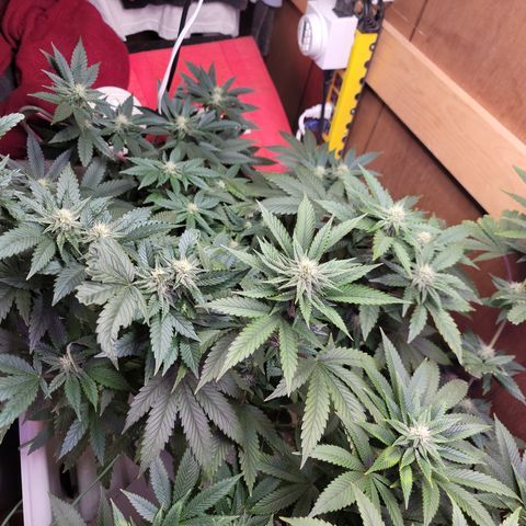 #3 growlog timeline photo