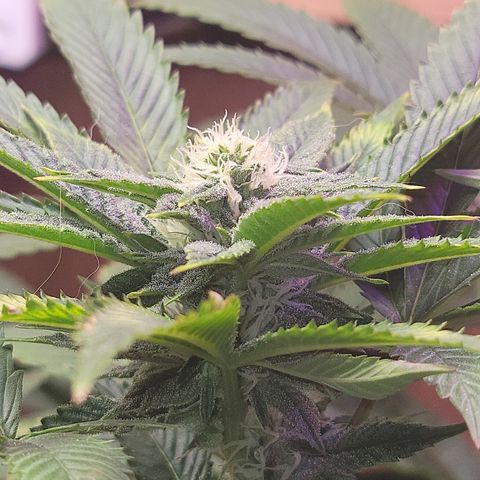 Dreamcrusher growlog timeline photo