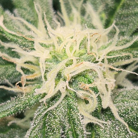 Dreamcrusher growlog timeline photo