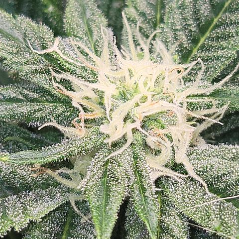 Dreamcrusher growlog timeline photo