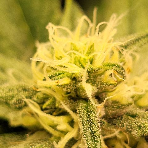 #3 growlog timeline photo
