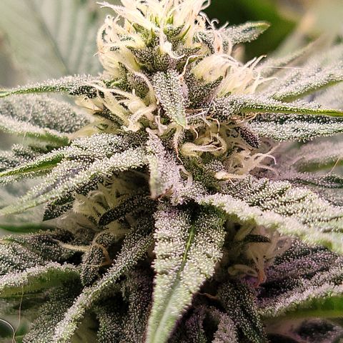 #3 growlog timeline photo