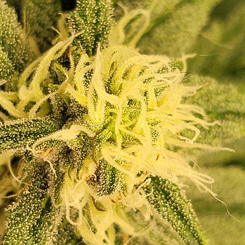 #3 growlog timeline photo