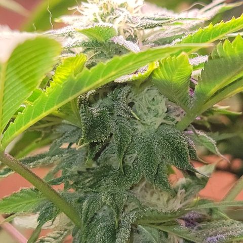 Dreamcrusher growlog timeline photo