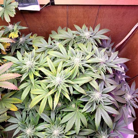 Dreamcrusher growlog timeline photo