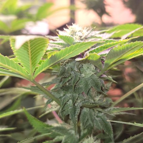 Dreamcrusher growlog timeline photo