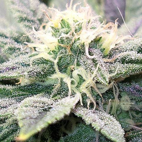Dreamcrusher growlog timeline photo