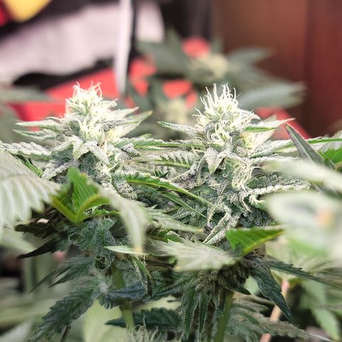 #3 growlog timeline photo