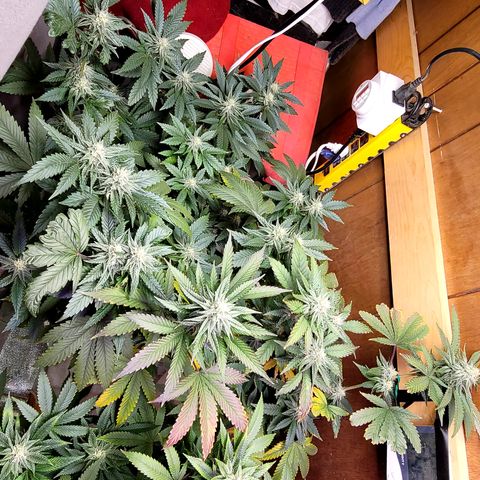 #3 growlog photo: Week 5
