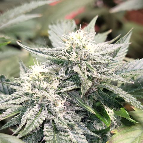 #3 growlog timeline photo