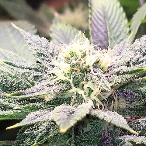 Dreamcrusher growlog timeline photo