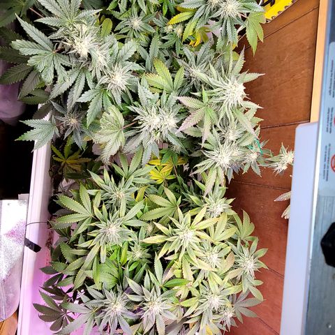 Dreamcrusher growlog timeline photo