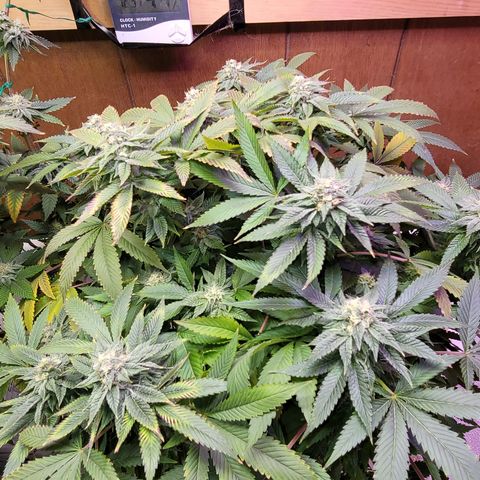 Dreamcrusher growlog timeline photo