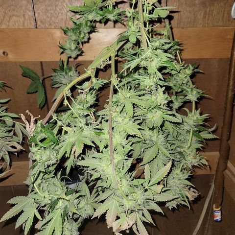 Dreamcrusher growlog photo: Harvest 