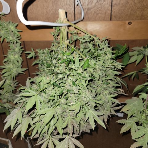 #3 growlog timeline photo