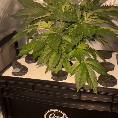 Punch Pie Hydro growlog timeline photo