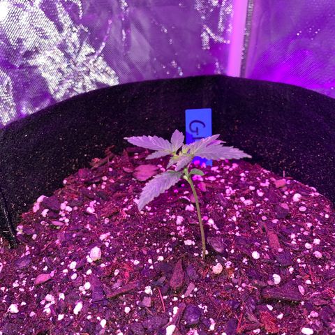 G13 growlog photo: Photos from the first 2 weeks