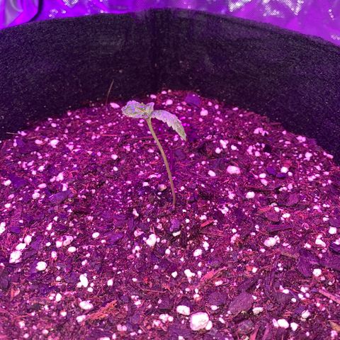 G13 growlog photo: Photos from the first 2 weeks