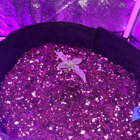 G13 growlog photo: Photos from the first 2 weeks