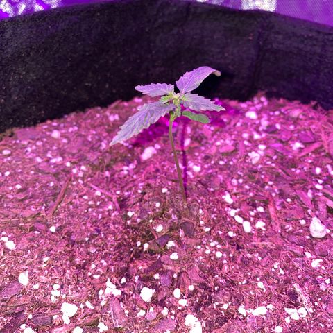 G13 growlog photo: Photos from the first 2 weeks