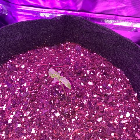 G13 growlog photo: Photos from the first 2 weeks