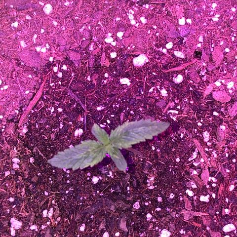 G13 growlog photo: Photos from the first 2 weeks