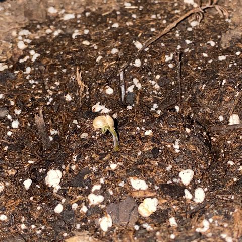 G13 growlog photo: Photos from the first 2 weeks