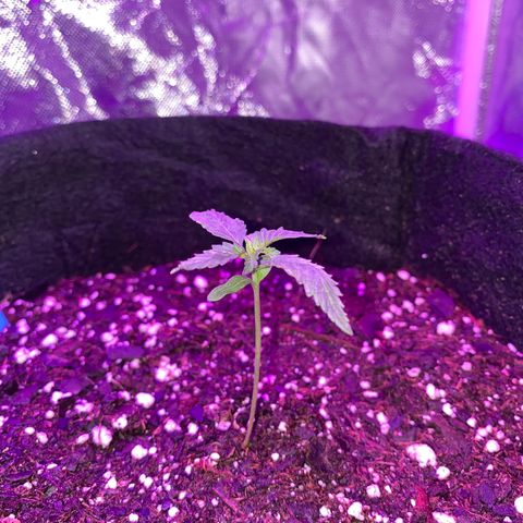 G13 growlog photo: Photos from the first 2 weeks