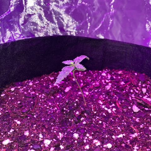 G13 growlog photo: Photos from the first 2 weeks
