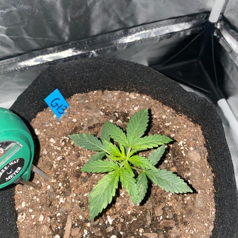 G13 growlog timeline photo