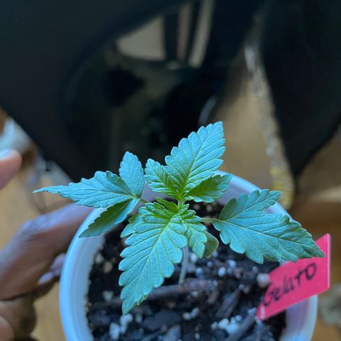 G13 growlog timeline photo