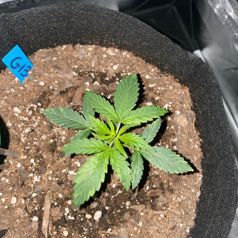 G13 growlog timeline photo