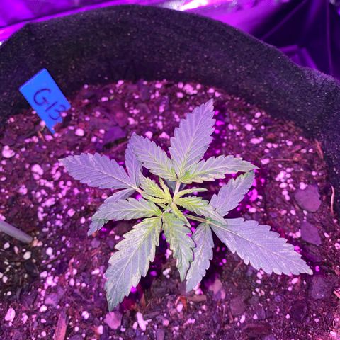 G13 growlog timeline photo