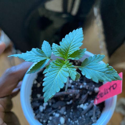 G13 growlog timeline photo