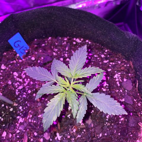 G13 growlog timeline photo